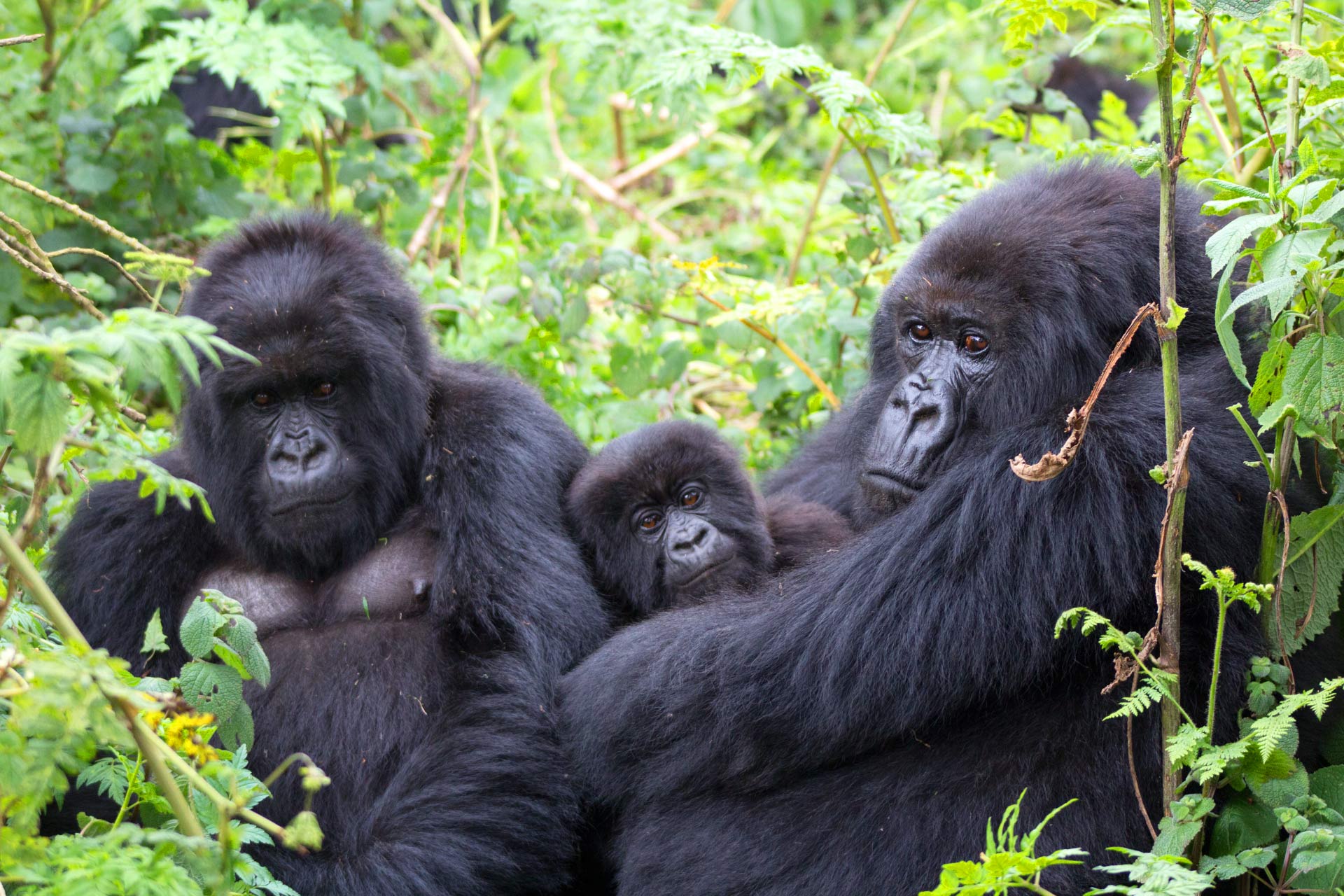 Is all primate trekking the same in Uganda