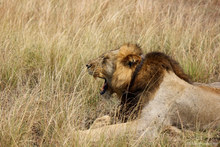 Lion tracking in Queen Elizabeth national park 2022