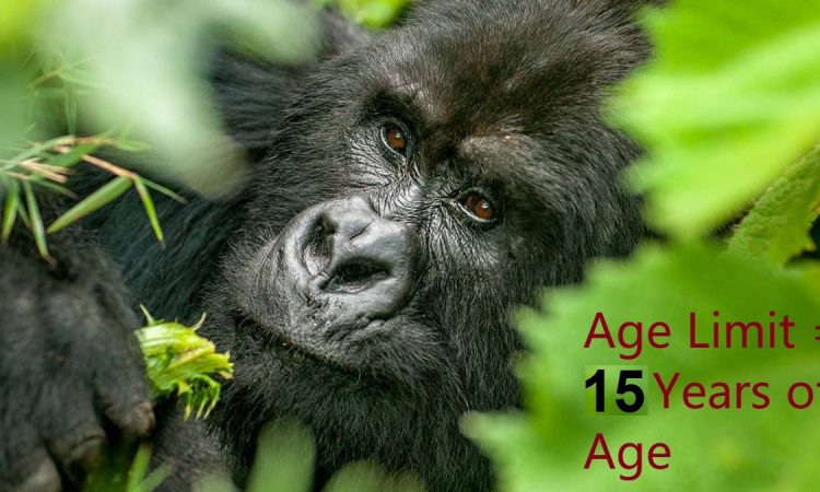 Minimum Age limit for gorilla trekking in Africa