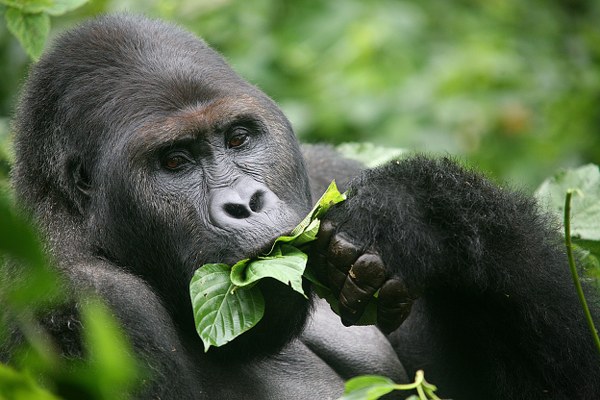 What do Mountain Gorillas Eat?