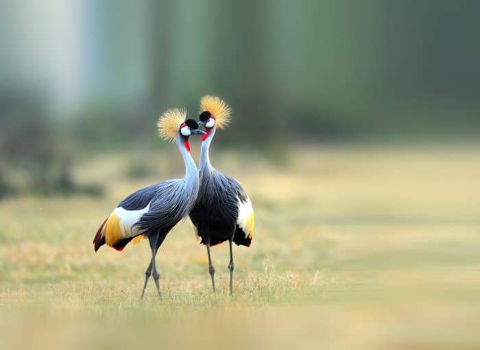The Unique birds in Uganda