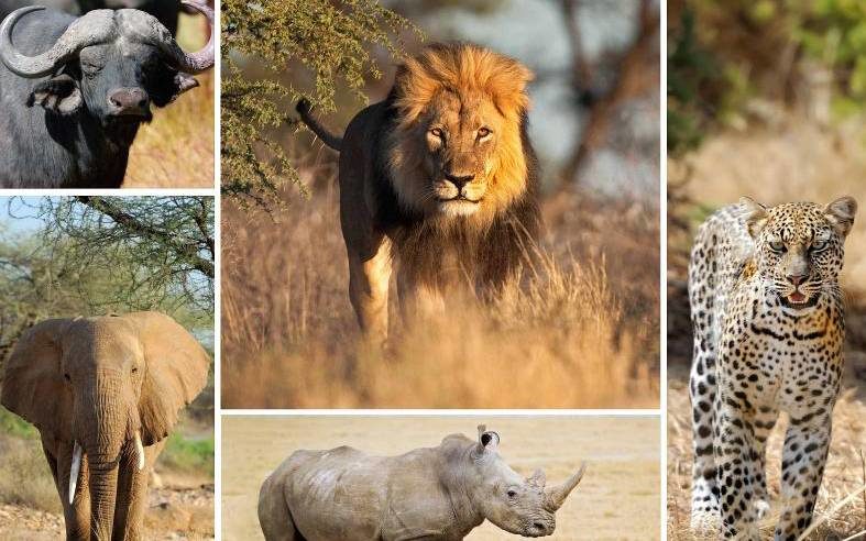 The African big 5 animals in Uganda