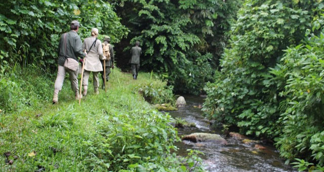 Birding and nature walk trails in Bwindi Impenetrable National Park 