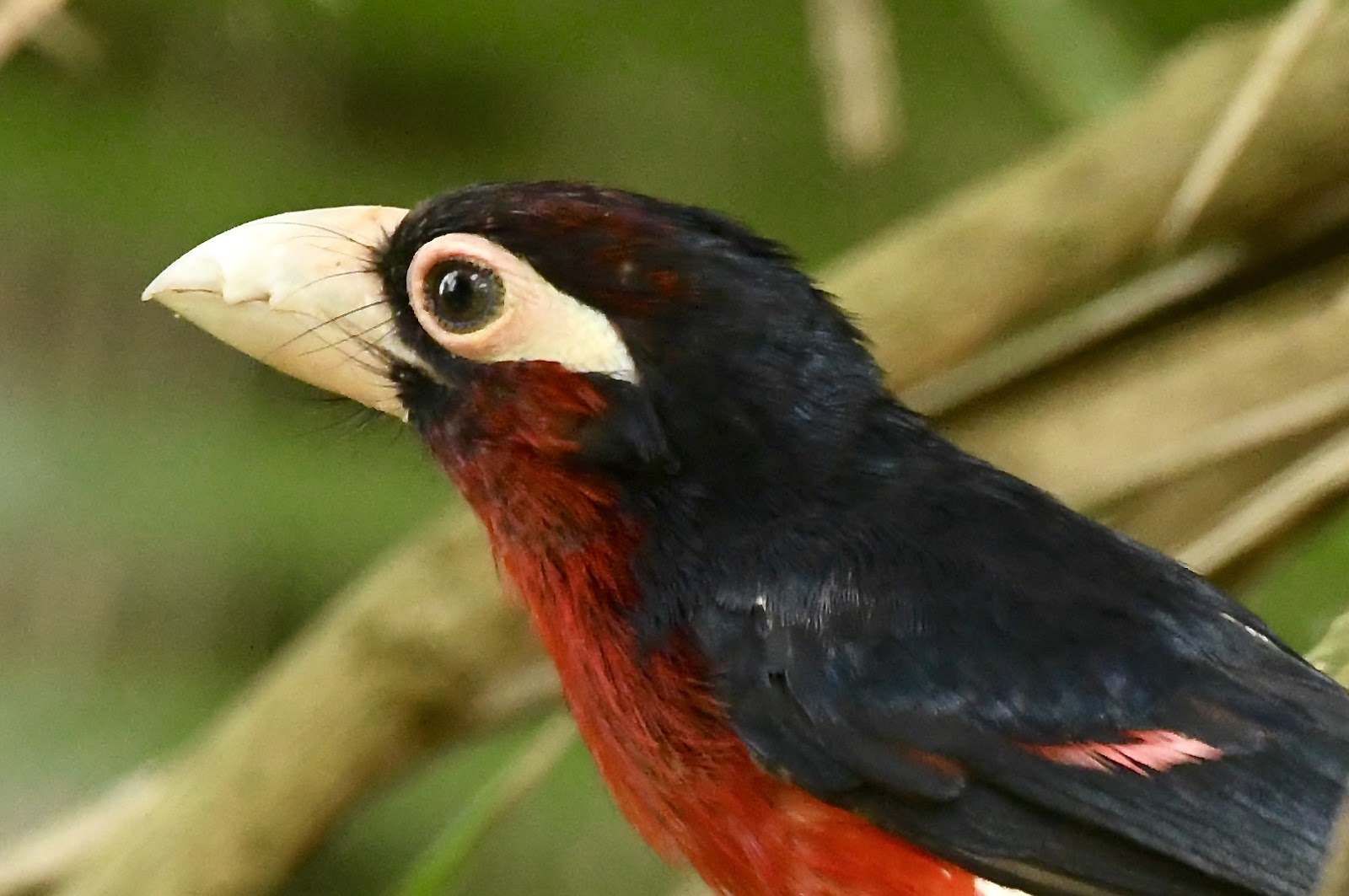 Birding in Queen Elizabeth national park