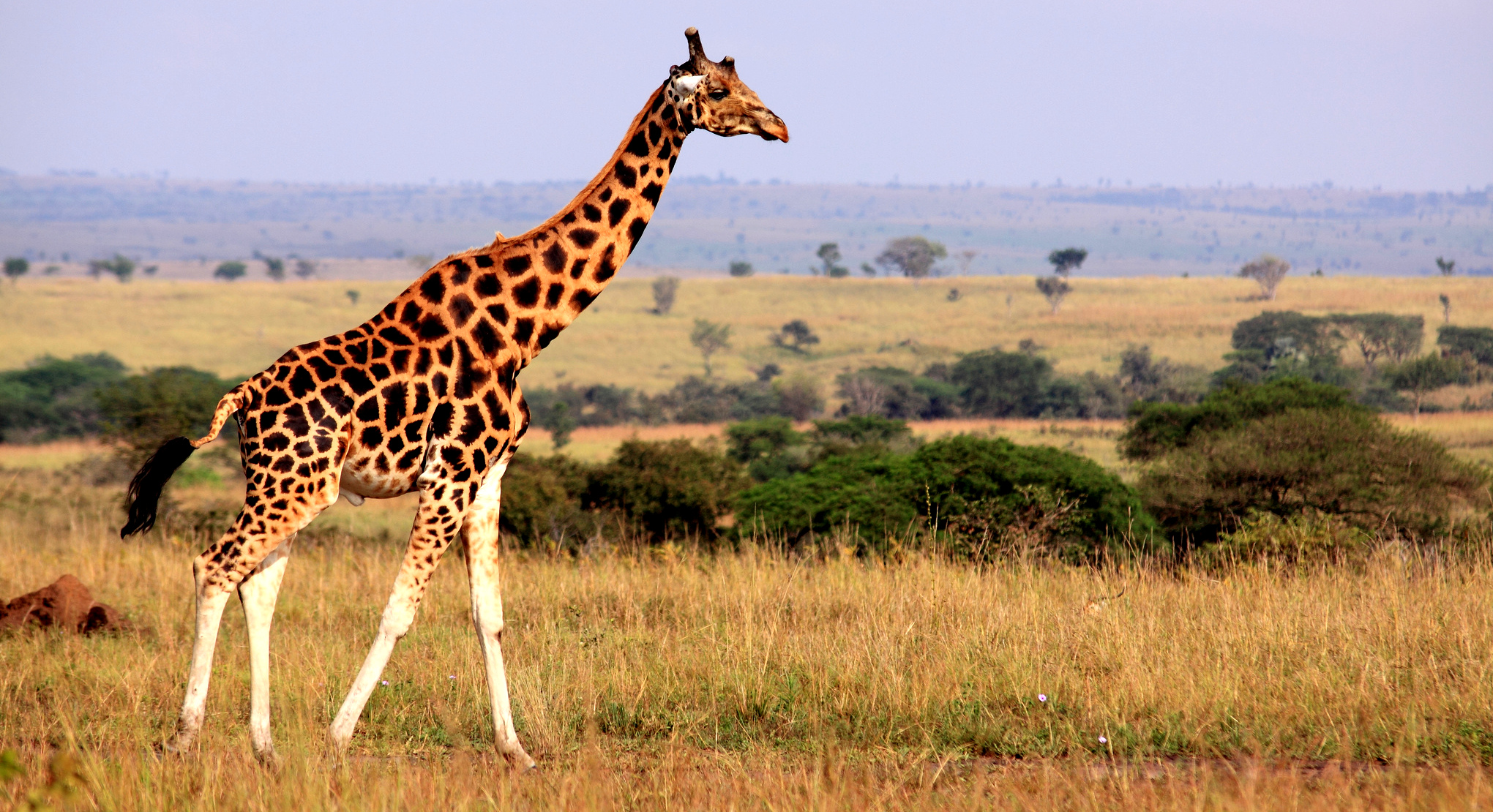 Facts about Giraffes
