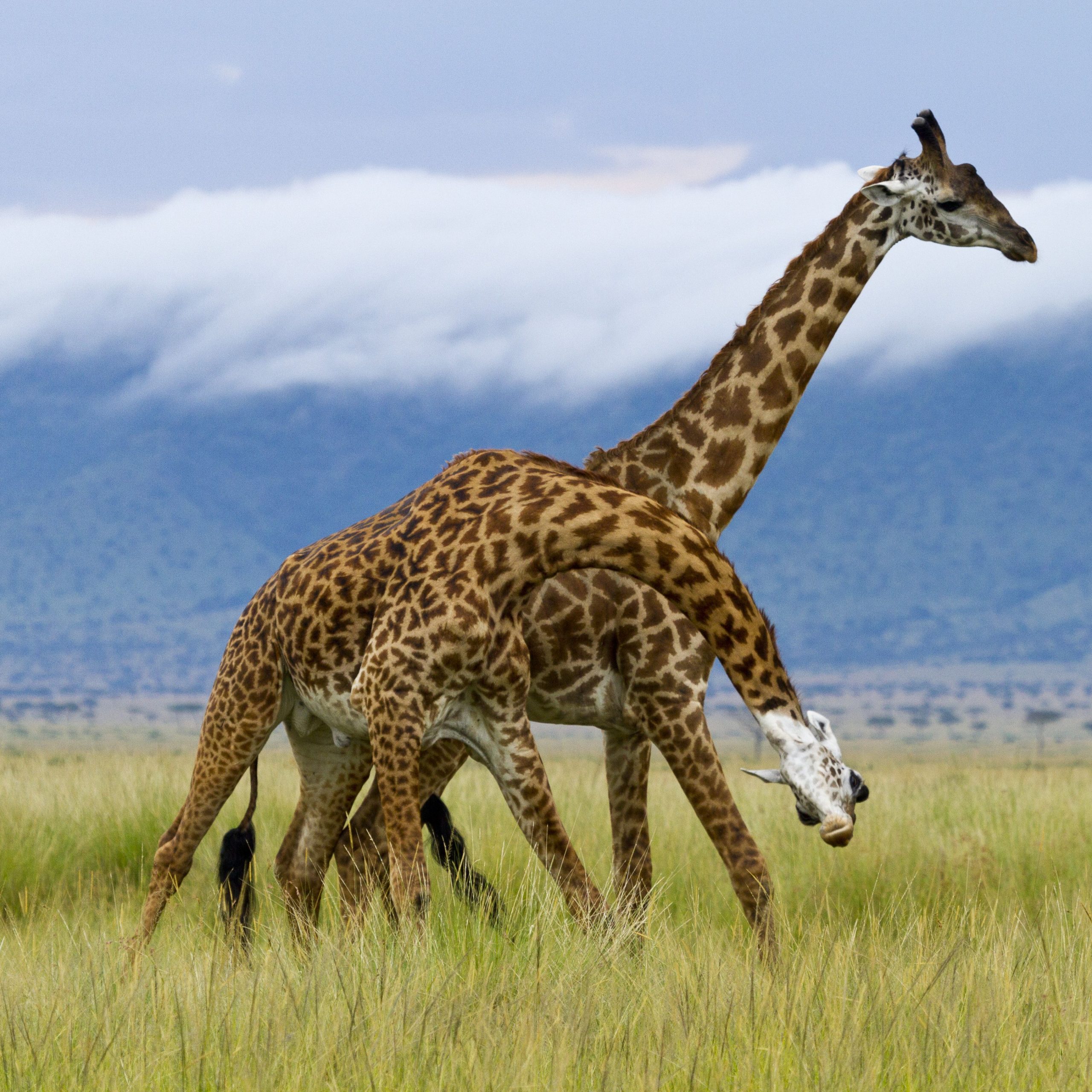 Facts about Giraffes