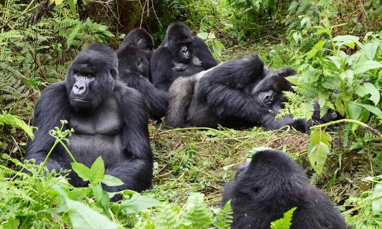Mgahinga Gorilla National Park Gorilla Families