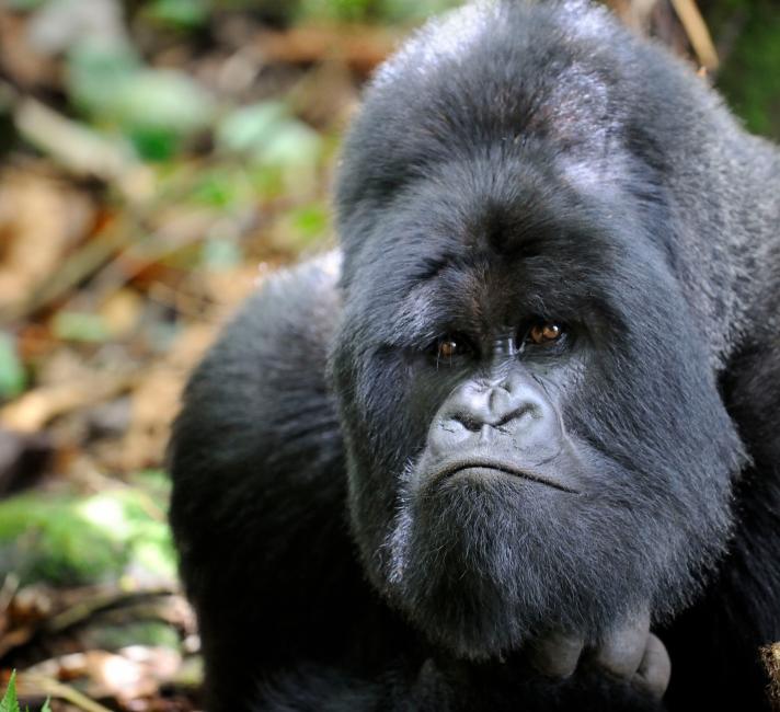 Reasons why Mountain gorillas can never been seen in a Zoo