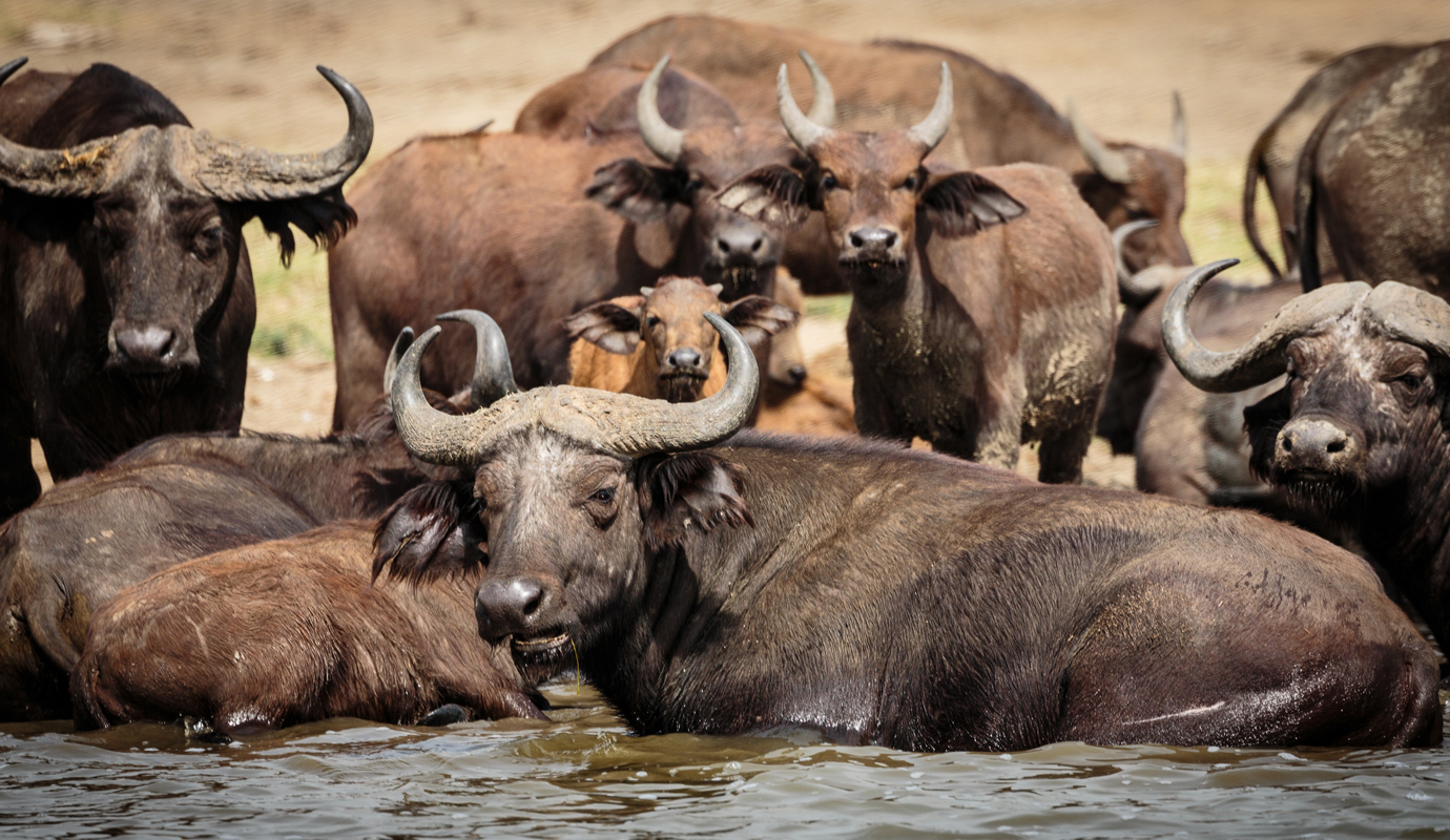 Interesting Facts about African Buffalo |