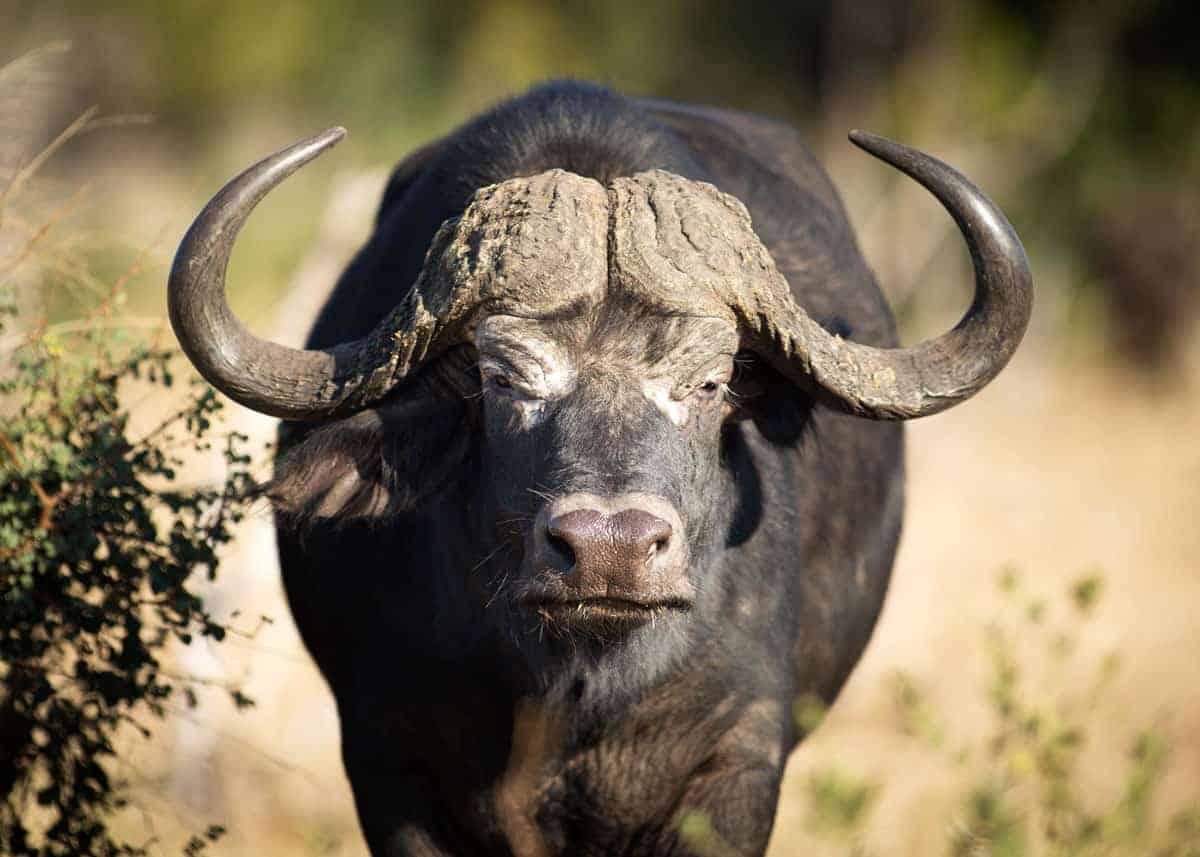 Interesting Facts about African Buffalo
