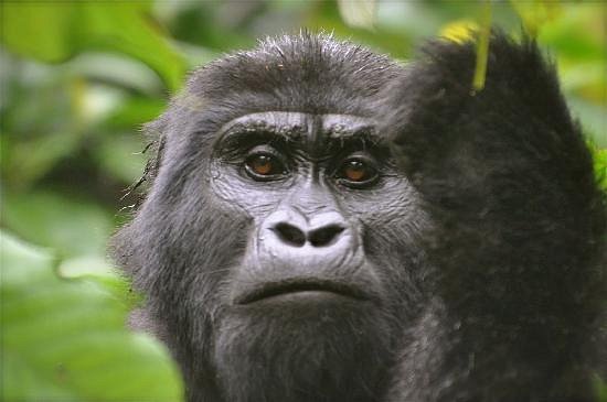 Does Uganda Have Gorillas?